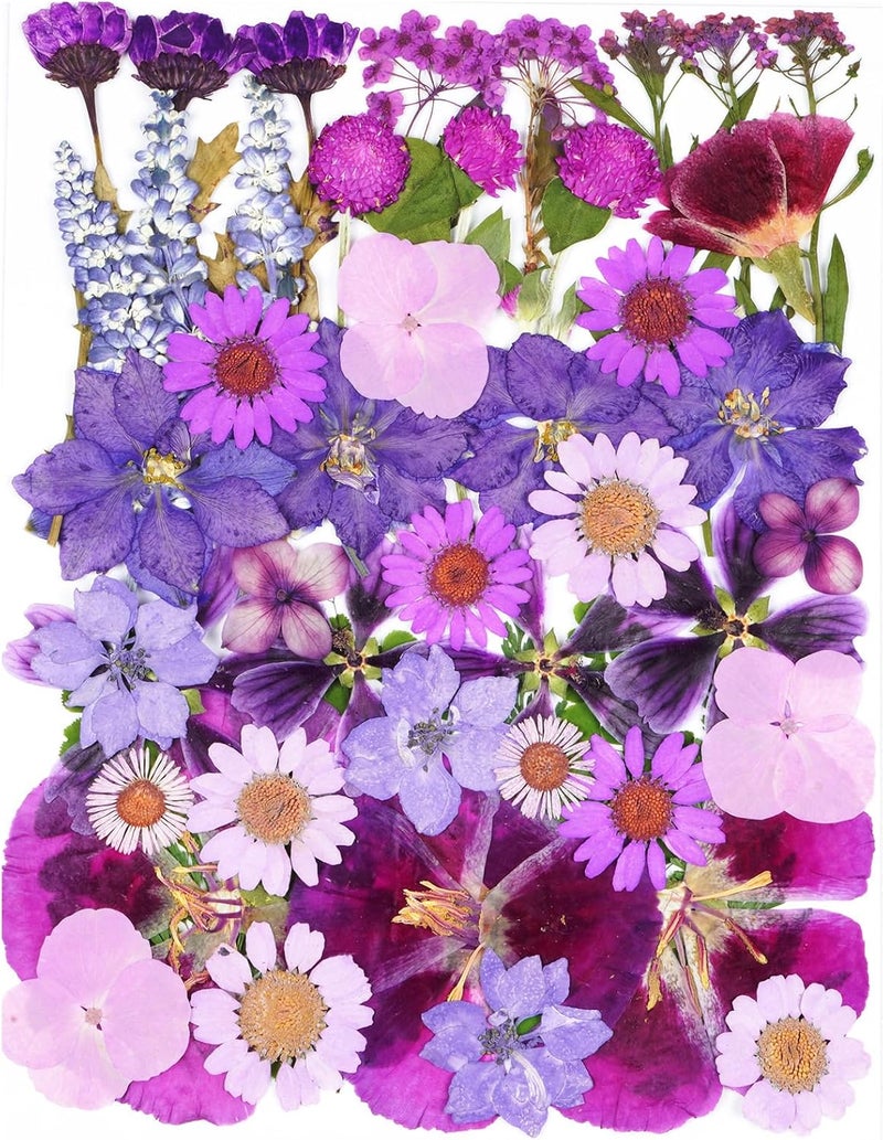 Xinxinran 50Pcs Large Purple Dried Pressed Flowers for Crafts, Dry Flowers Kit for Resin Molds,Epoxy Resin Accessories,Bookmark,Nails, Jewelry Molds,Candle Making Supplies,Soap,Frame,Cakes - Image 1